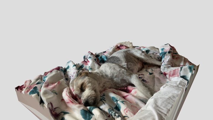 Dog Sleeping (Burrino) 3D Model