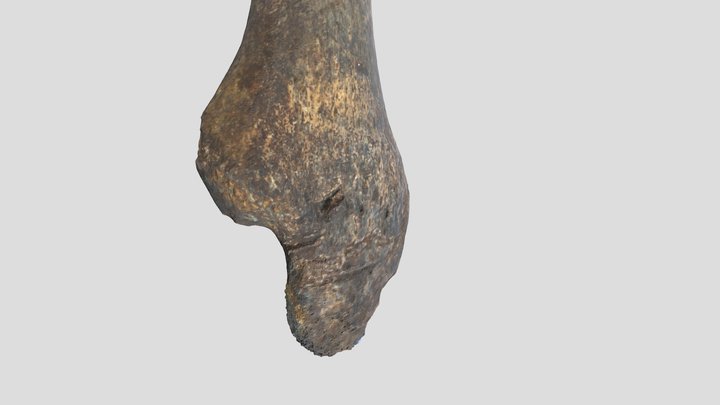 Brown bear ulna 3D Model