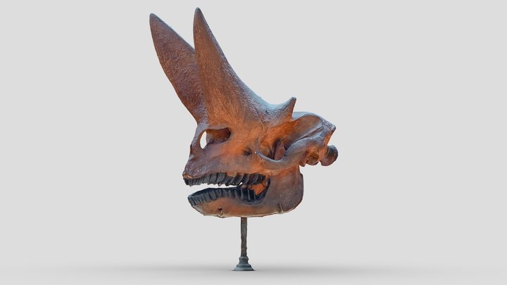 Crâne d'Arsinoitherium zitteli  Dino 3D Model