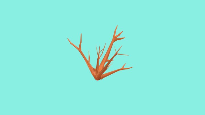 Acropora Cervicornis (Staghorn Coral) 3D Model