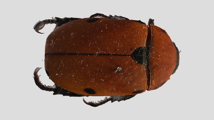 YPM ENT.619519 June beetle, Pelidnota punctata – Kostenloses 3D-Modell STL