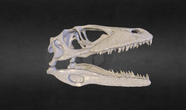 Dinosaur skull 3D Model
