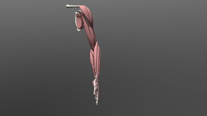 simple arm anatomy 3D Model