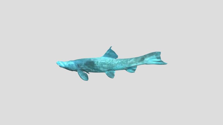 Alligator Gar 3D Model