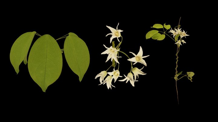 CC0 ムベ Japanese Staunton Vine, S. hexaphylla – Free 3D Model STL