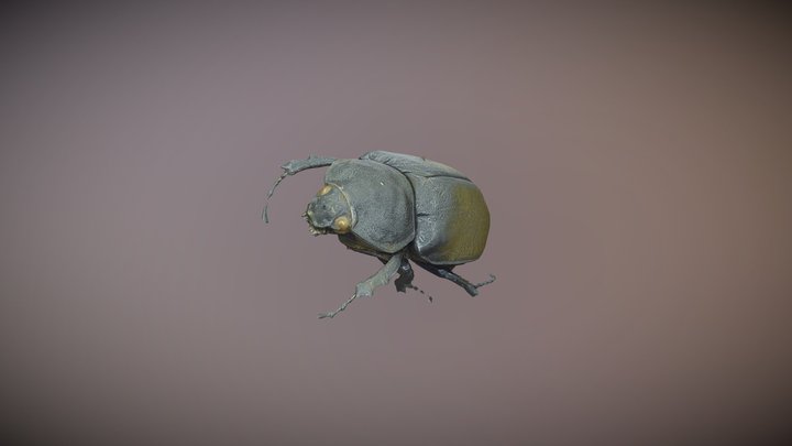 Escarabajo "Megasoma elephas" hembra 3D Model