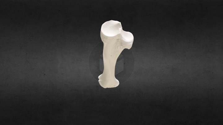 Loxodonta africana (elephant) Right Tibia 3D Model