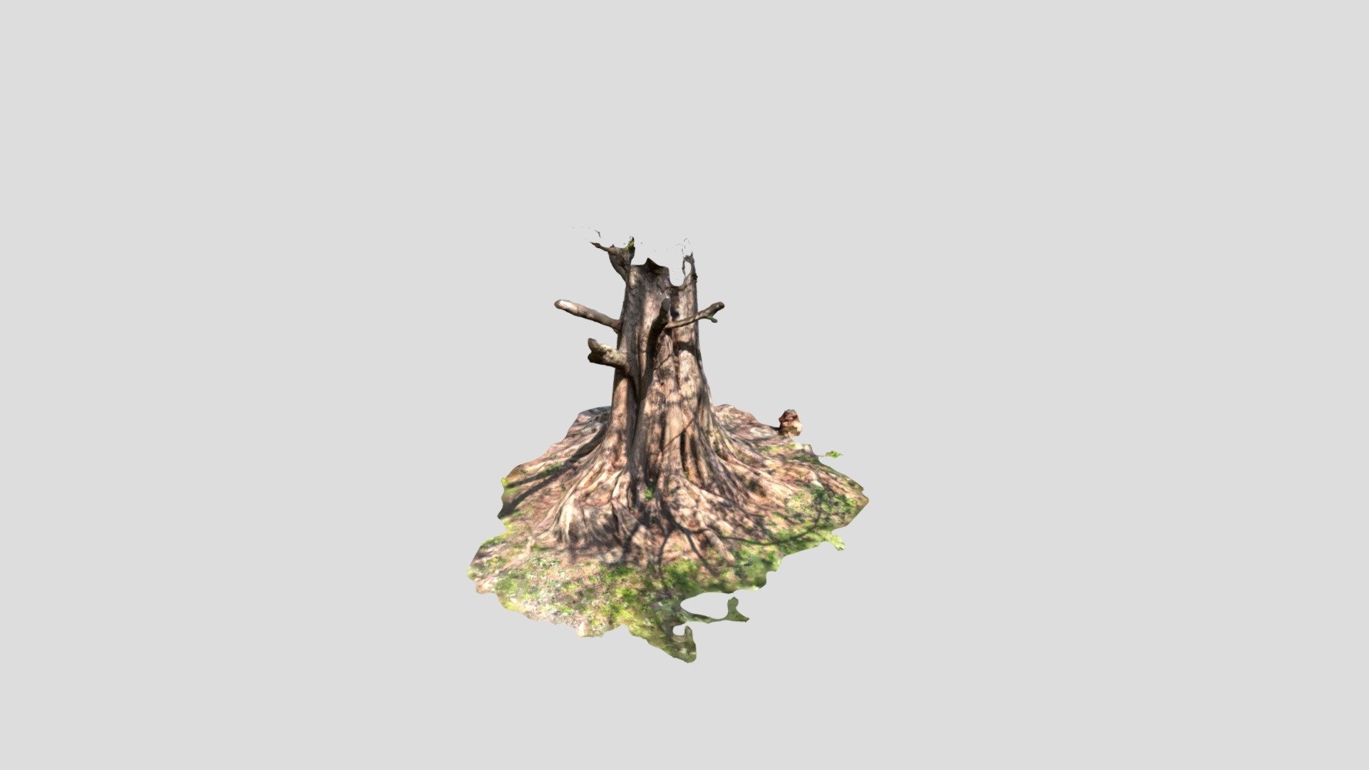 TreeTrunk LIDAR PolyCam