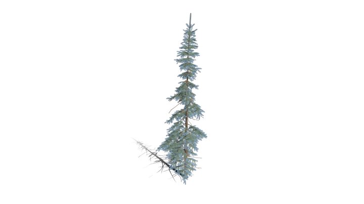 Realistic HD Colorado Blue spruce Koster (33/43) 3D Model