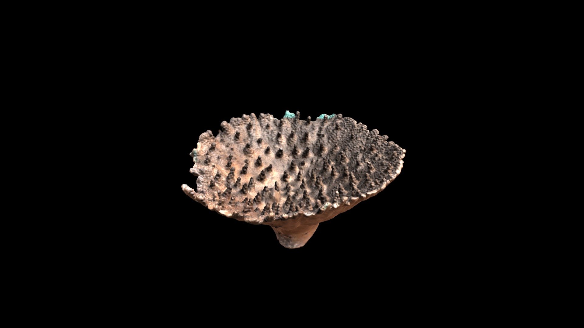 X Acropora solitaryensis Veron & Wallace 1984