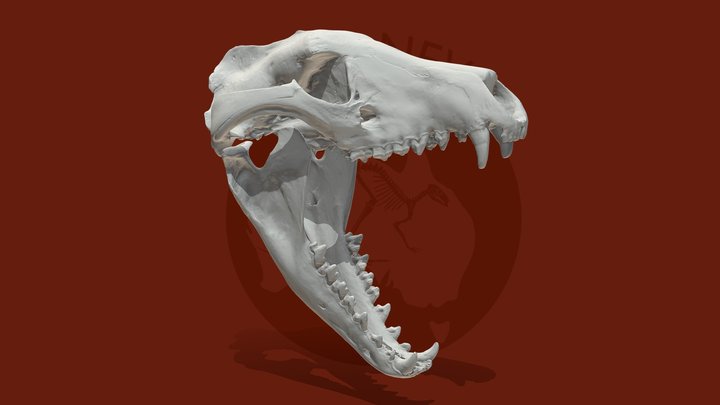 Thylacine (Tasmanian tiger) skull 3D Model