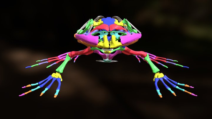 Bull Frog Skeleton 牛蛙骨骼 3D Model