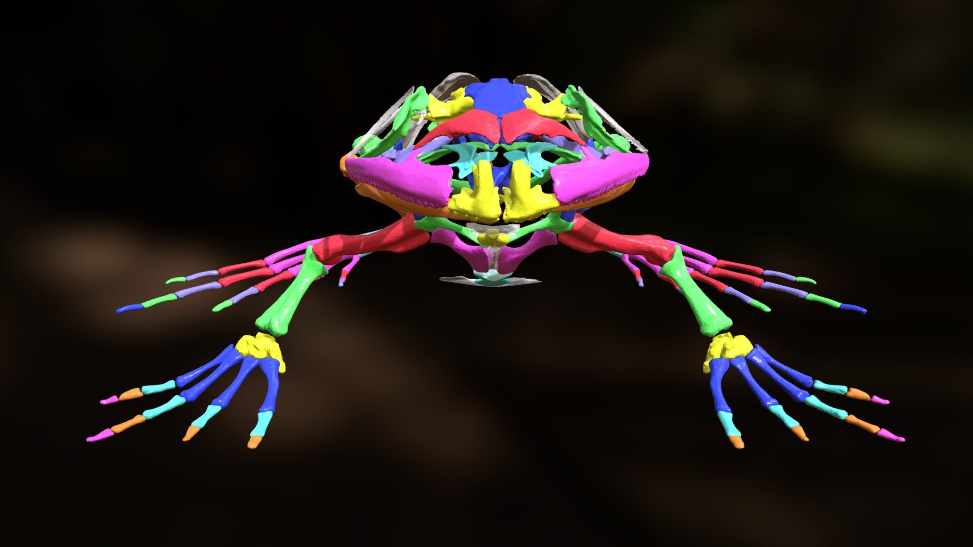 Bull Frog Skeleton 牛蛙骨骼 - 3D model by FablabNDMC [876e179] - Sketchfab