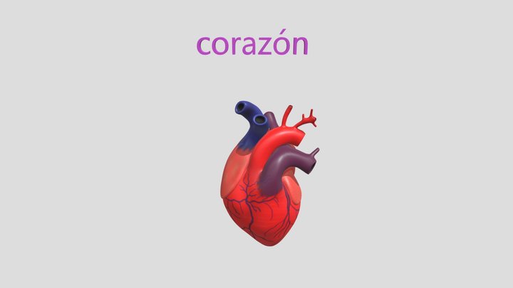 Corazón 3D Model