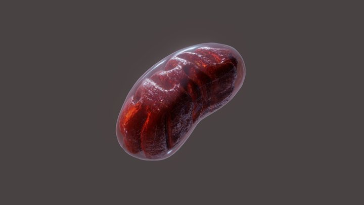 The Mitochondrion 3D Model