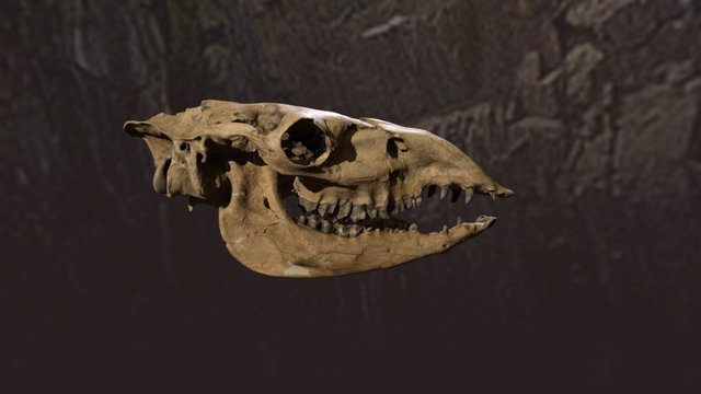 Procamelus - Full Skull 3D Model