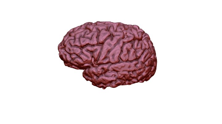 Normal Brain 3D Model