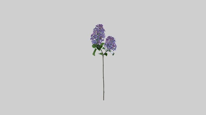 Purple Lilac 3D Model