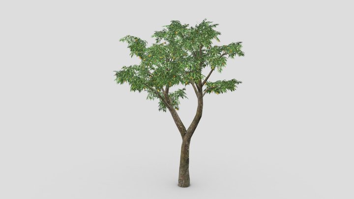 Orange Tree- S05 3D Model