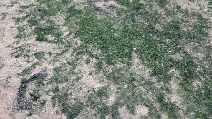 Seaweed and sand scan 3D Model