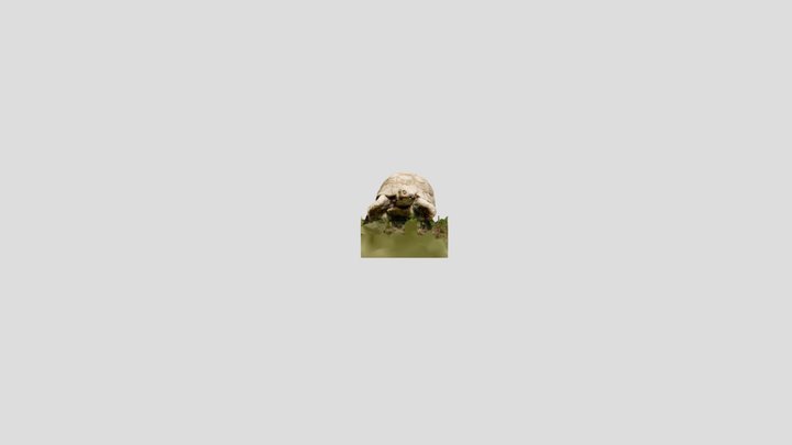 Turtle 3D Model