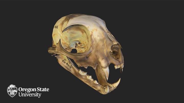 Bobcat - FW8478 – Modello 3D gratuito STL