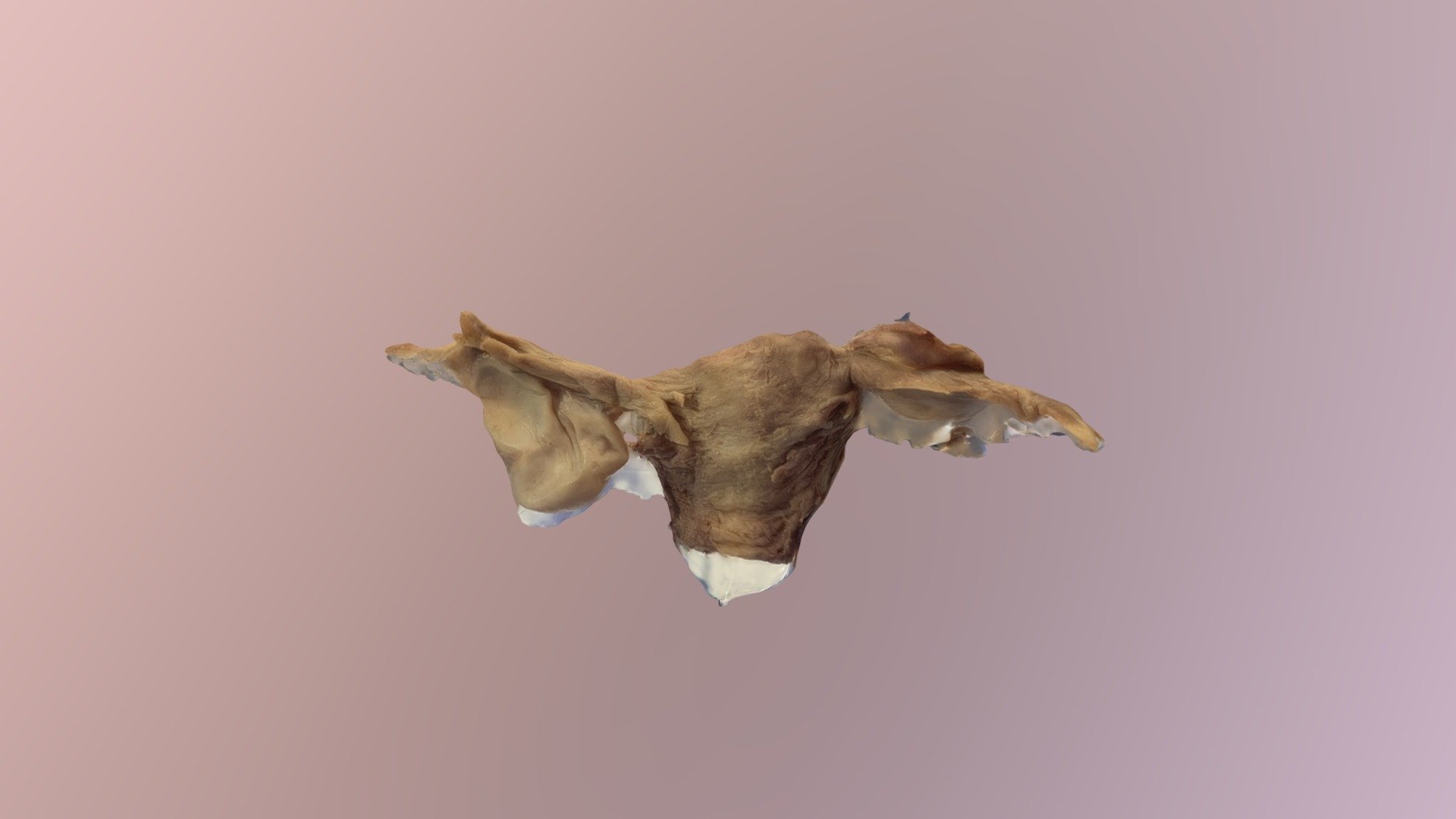 utero