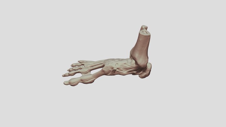 Human Foot Anatomy 3D Model