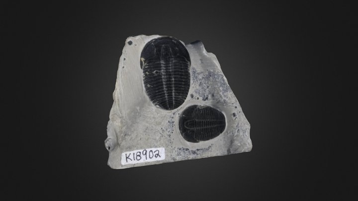 Trilobite: Elrathia kingii (PRI 76837) – Free 3D Model STL