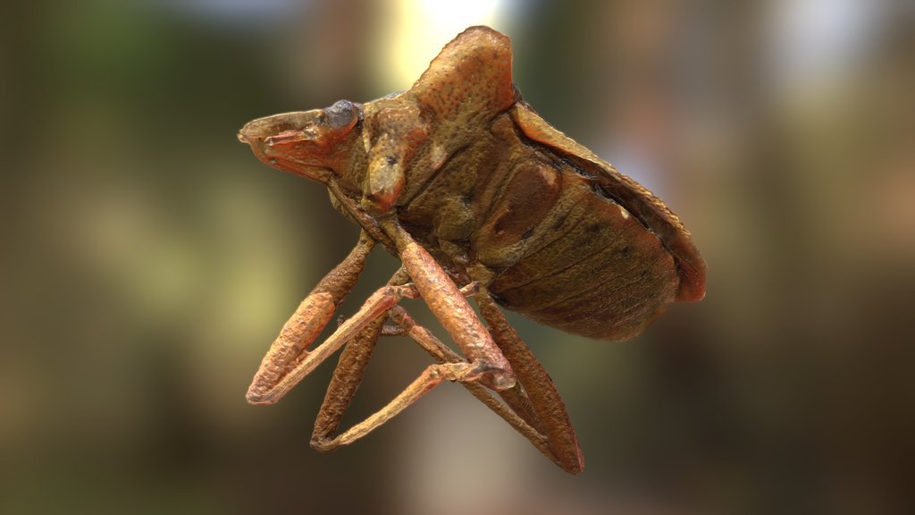 Heteroptera - macro photogrammetry