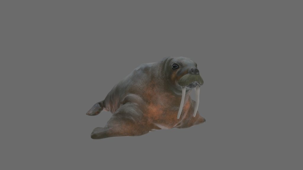 Морж