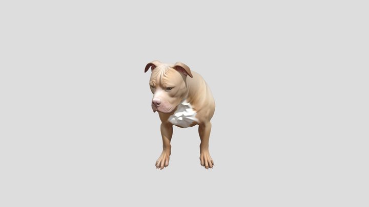 pitbull