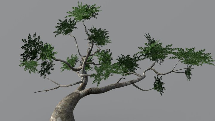 Sketch Fab Tree for Assignment 3 3D Model