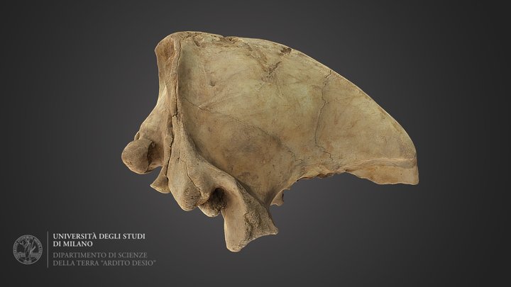 Cranio di Ursus spelaeus, Pleistocene 3D Model
