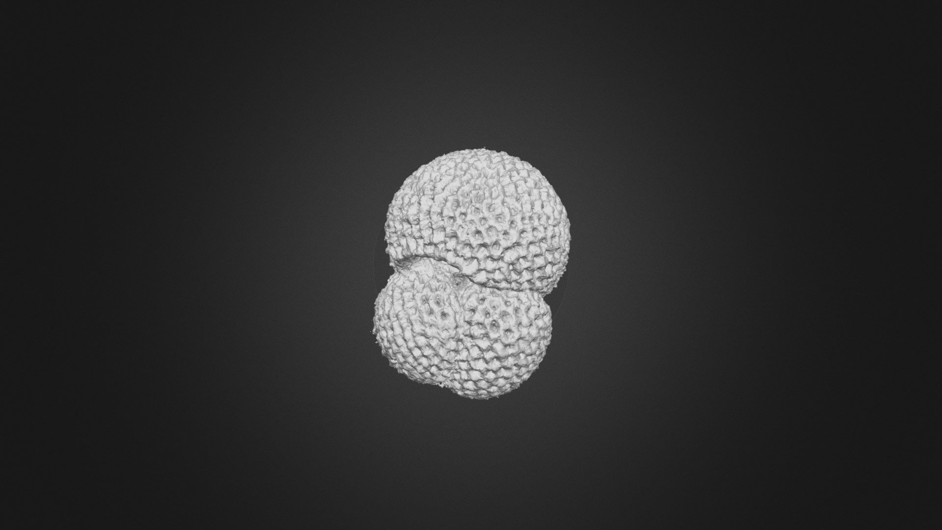 Trilobatus trilobus1_Miocene_Pacific