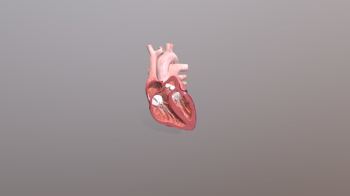 Heart cross section 3D Model