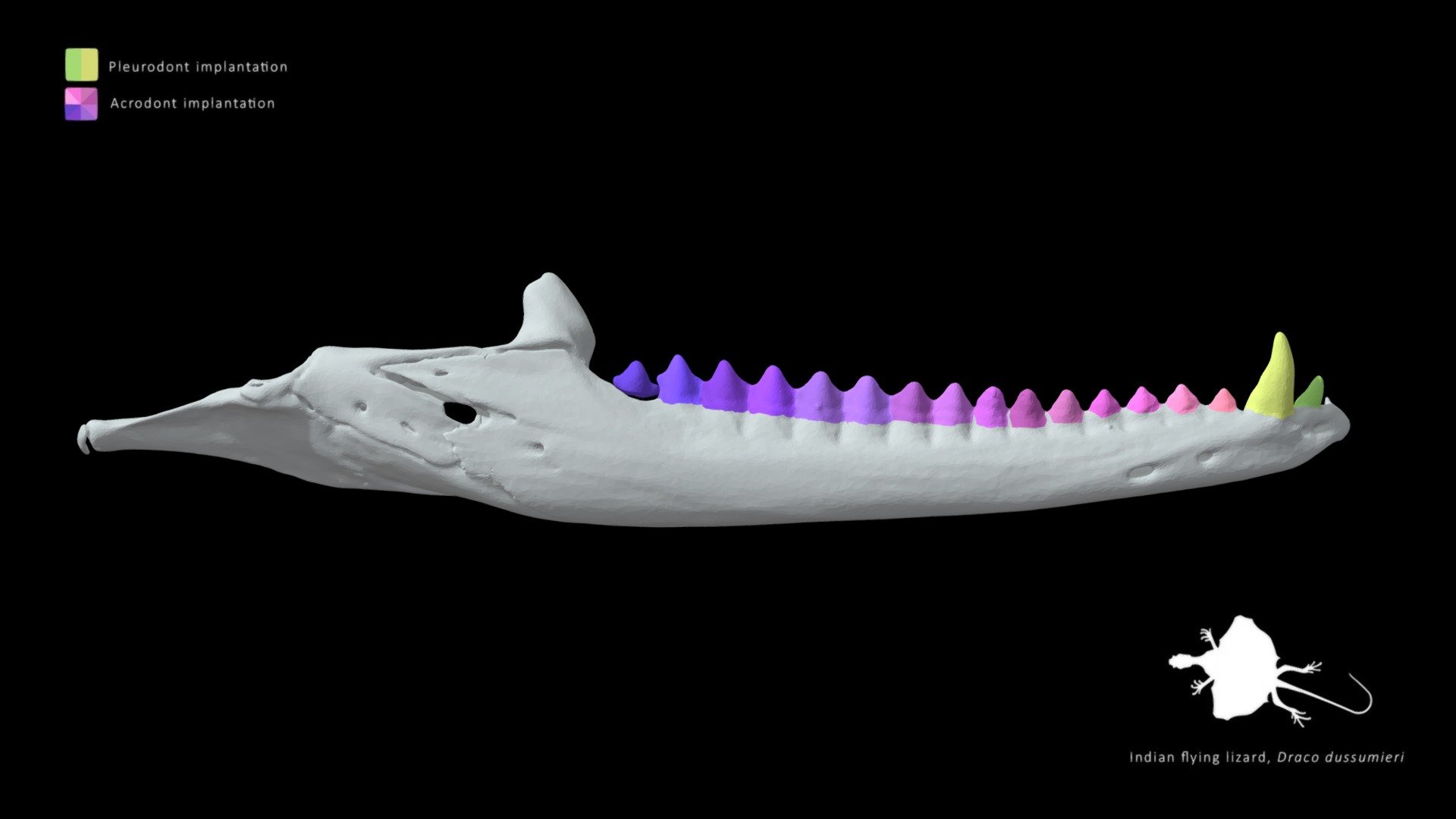 Flying lizard lower jaw dentition - 3D model by Blackburn Lab (@ufherps ...