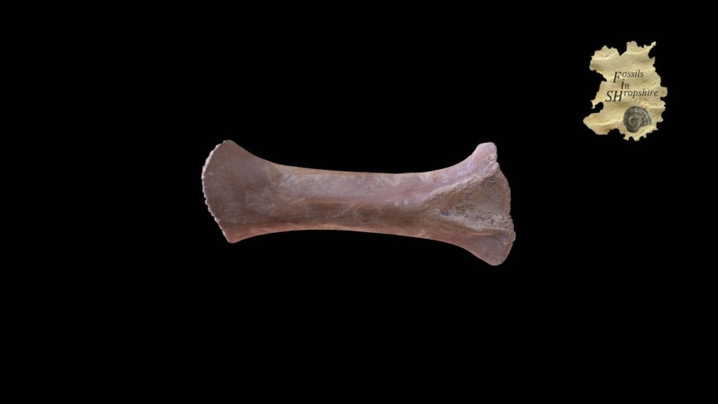 juvenille mammoth tibia