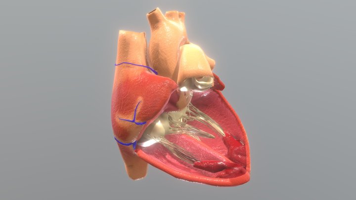 Animated Human Heart (inside) 3D Model