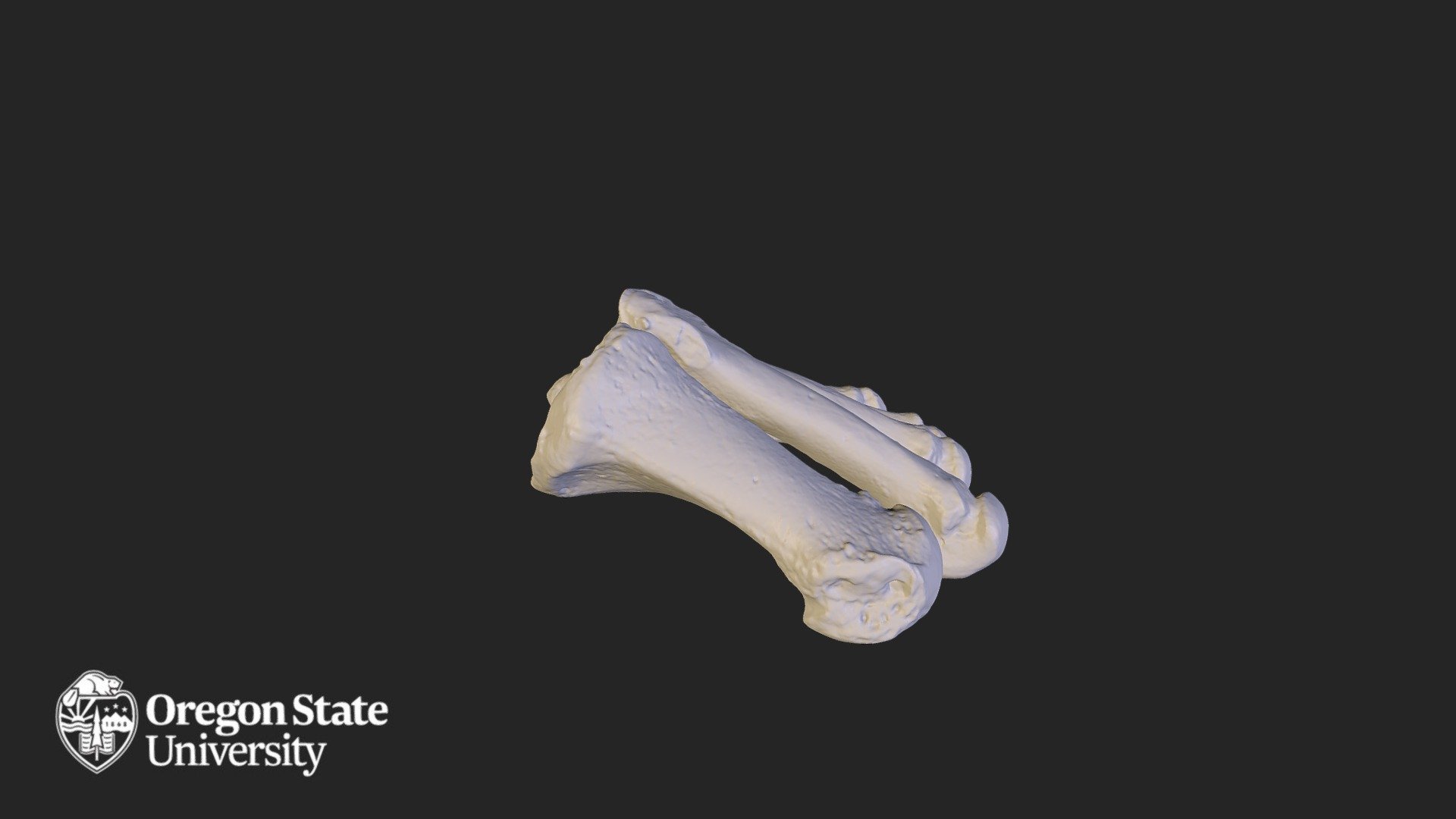 Foot