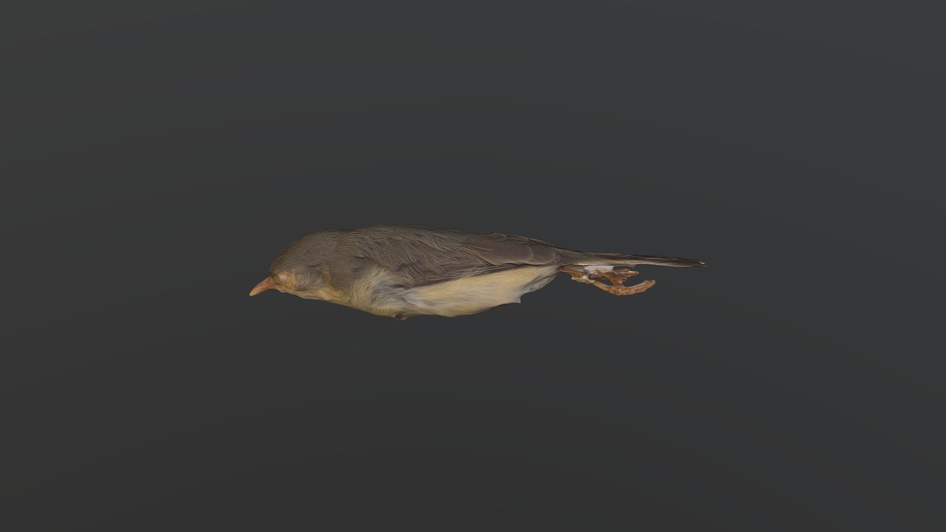 Buff-bellied Warbler - Phyllolais pulchella