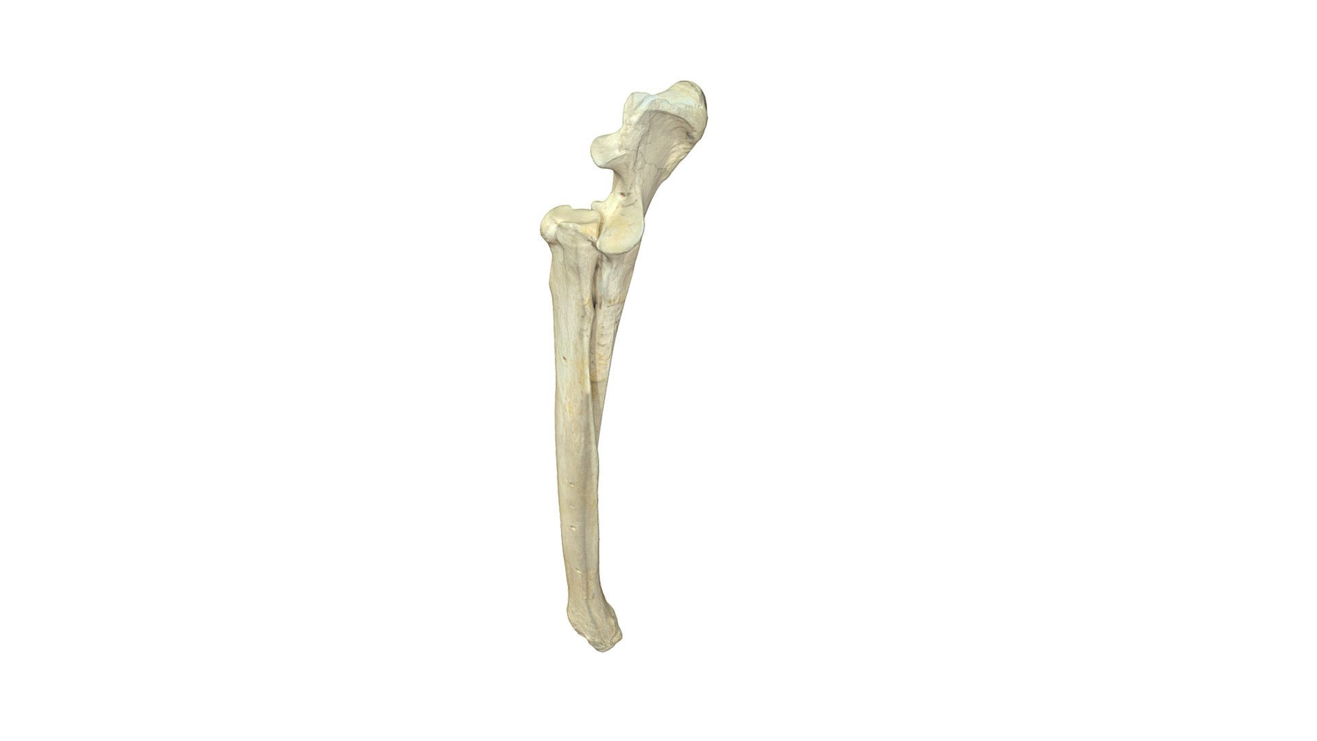 Radius & Ulna (right), dog - 3D model by Vetanat.UZH [87b2cb4] - Sketchfab
