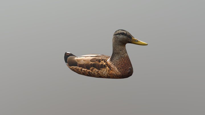 Low-Poly Duck | Rigged and animated 3D Model