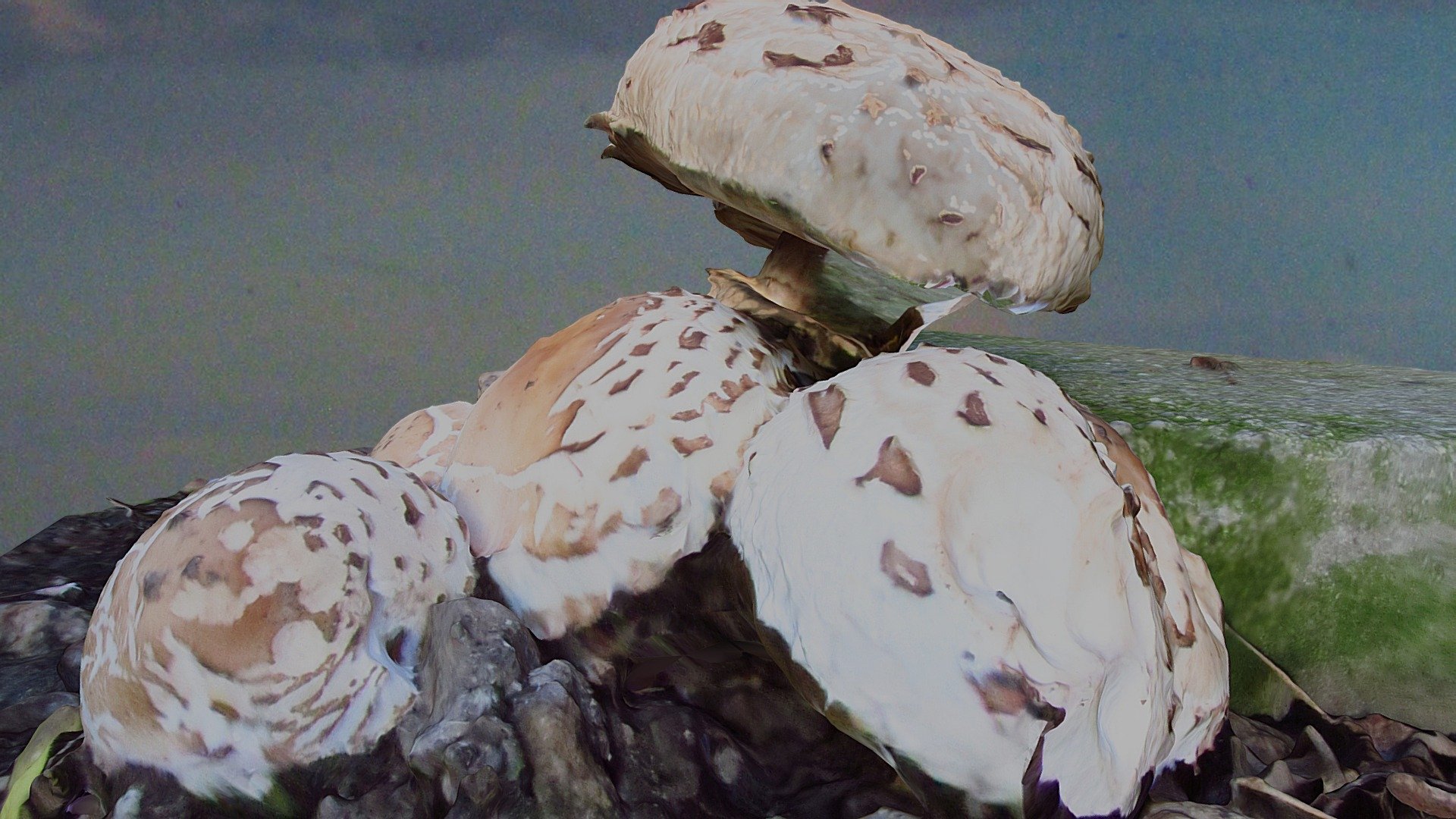 Shiitake from Stump