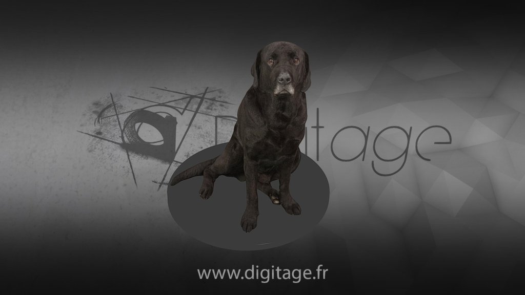 Chien noir assis