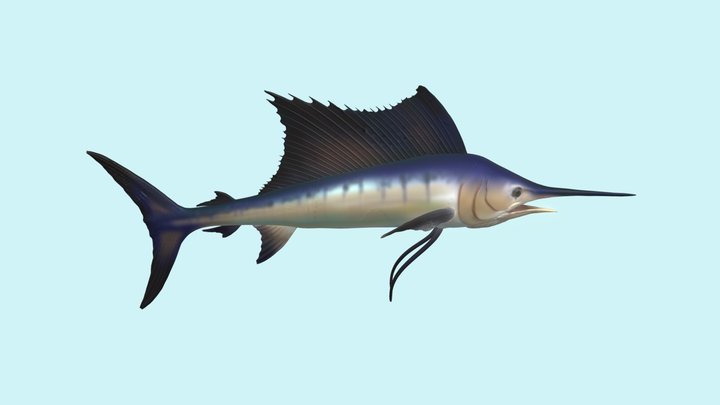 Sailfish 3D Model