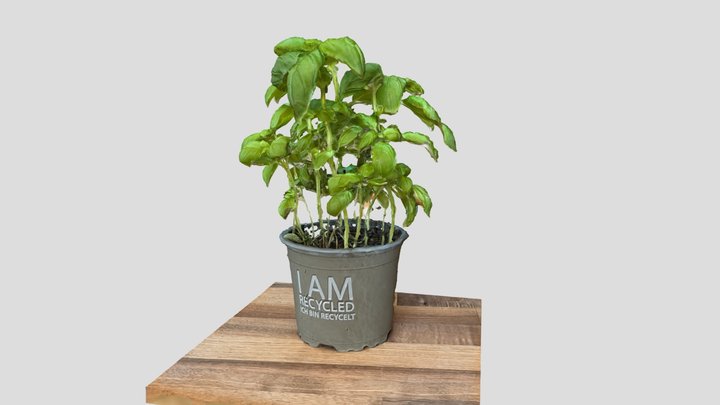 basil plant 3D Model