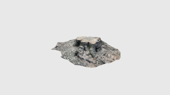 North California Tree stump 3D Model