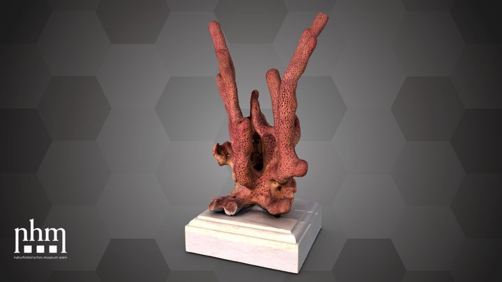 Corky sea finger (NHMW-ZOO-EV-0000170) – Gratis 3D-model STL