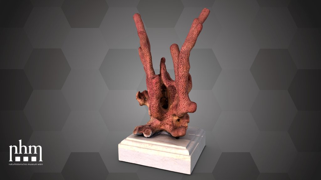 Corky sea finger (NHMW-ZOO-EV-0000170)